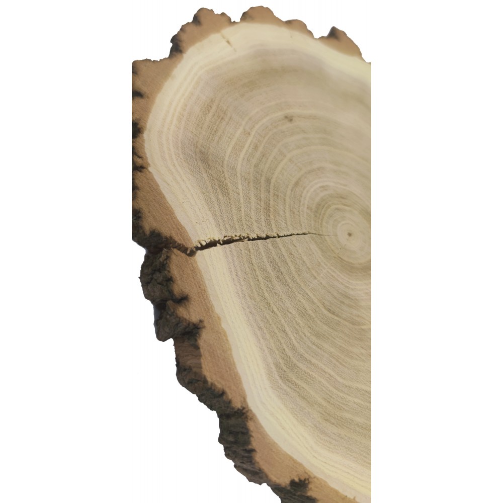 Plaster Akacji 15-20 cm/ gr. 2 cm/ Szlifowany z Korą