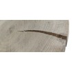 Okorowany Plaster Dębu 20-25 cm/ gr. 3 cm/ Szlifowany