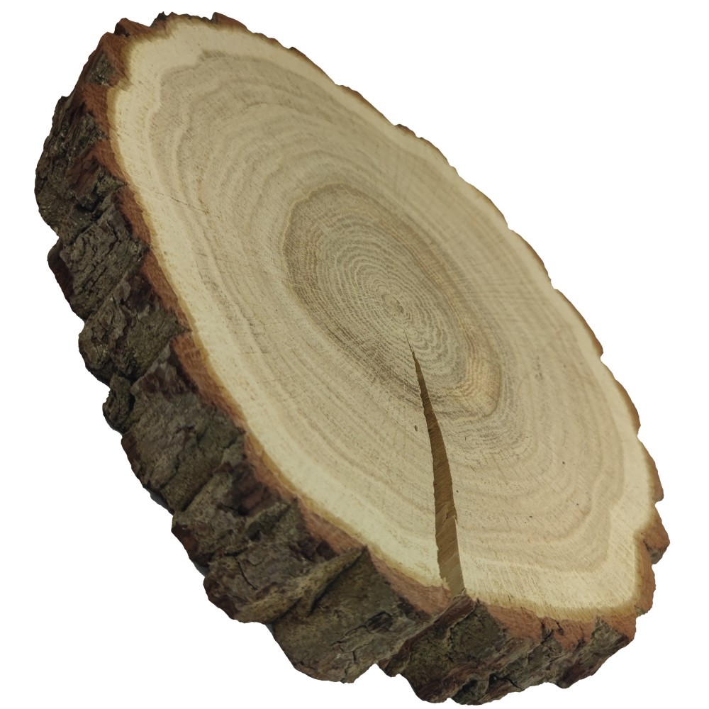 Plaster Dębu 20-25 cm/ gr. 3 cm/ Szlifowany z Korą