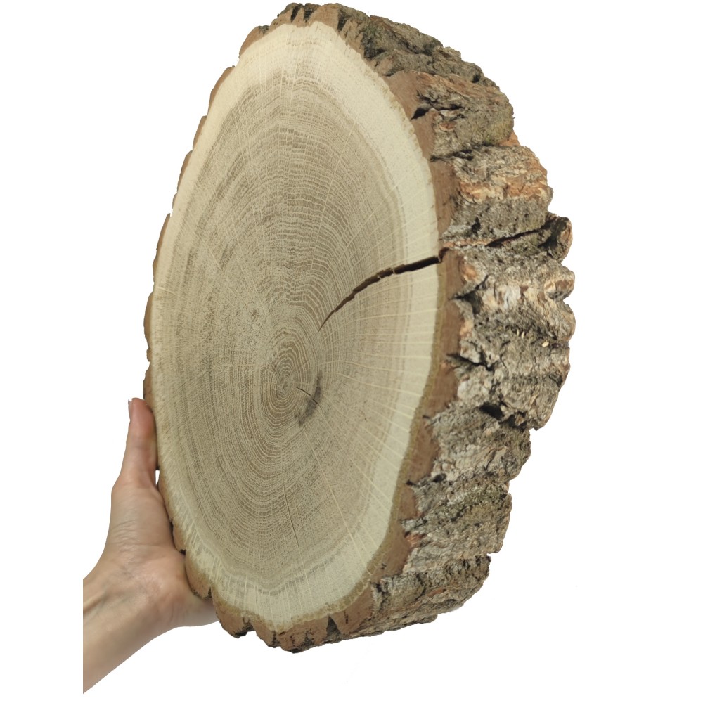 Plaster Dębu 25-30 cm/ gr. 5 cm/ Szlifowany z Korą