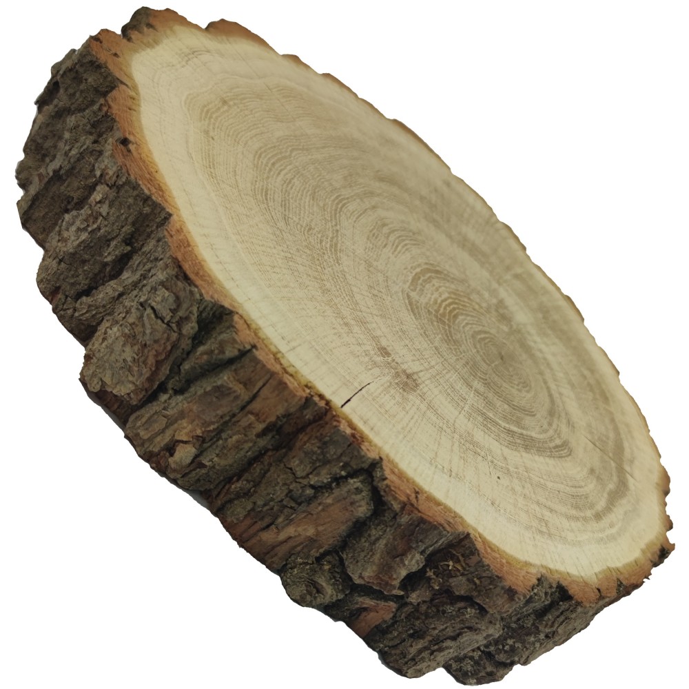 Plaster Dębu 25-30 cm/ gr. 5 cm/ Szlifowany z Korą