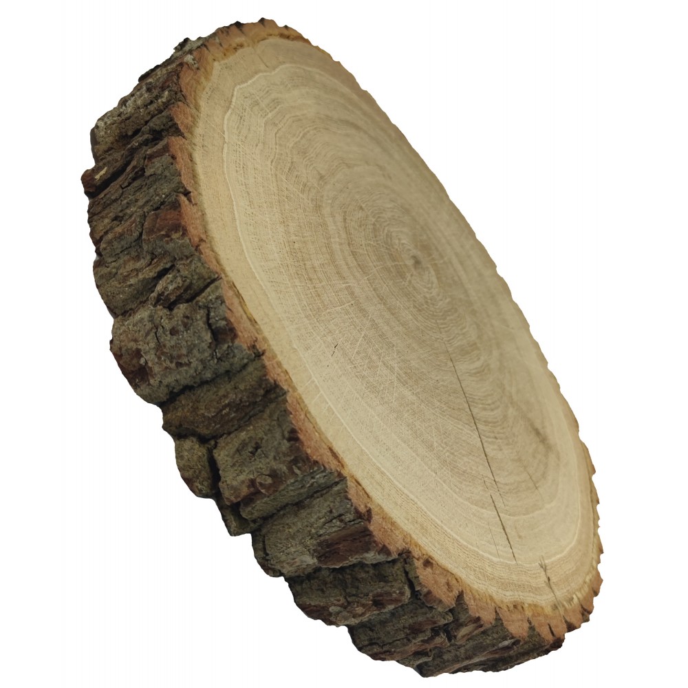 Plaster Dębu 35-40 cm/ gr. 6 cm/ Szlifowany z Korą