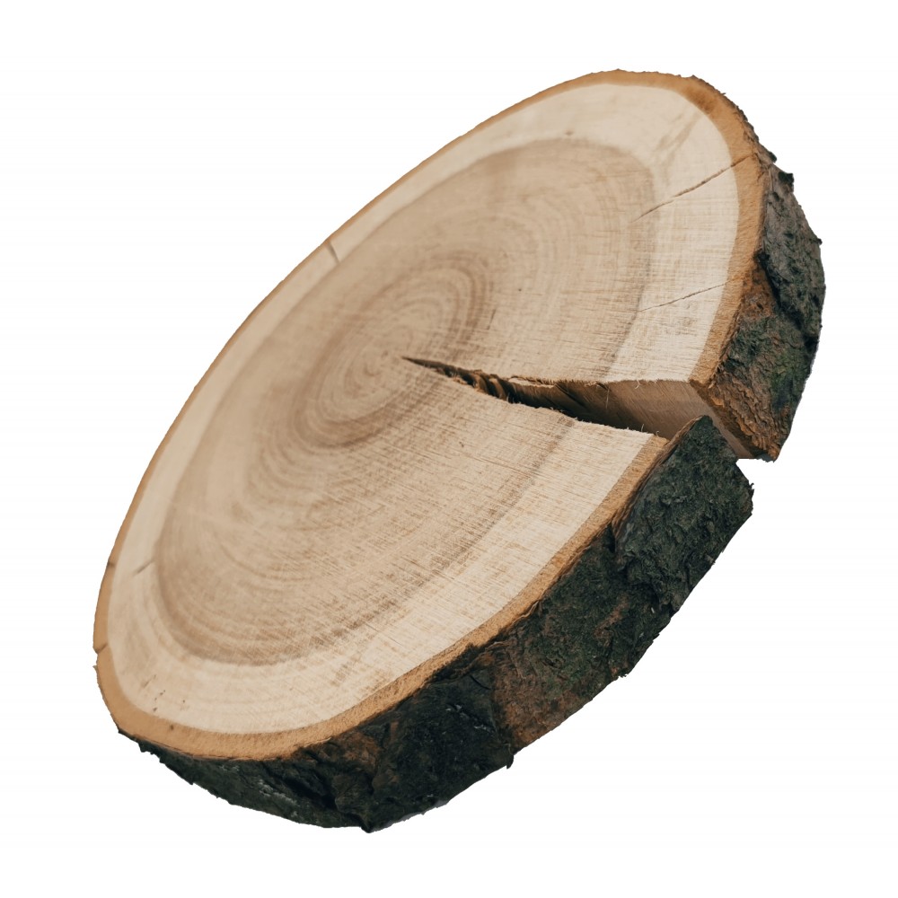 Plaster Czeremchy 15-20 cm/ gr. 3 cm/ Szlifowany z Korą