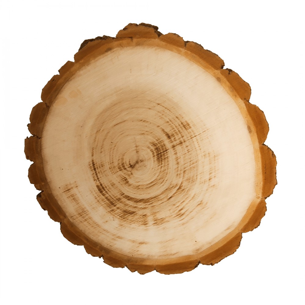 PLASTER DREWNA 20-25 cm Z KORĄ krążek dewniany