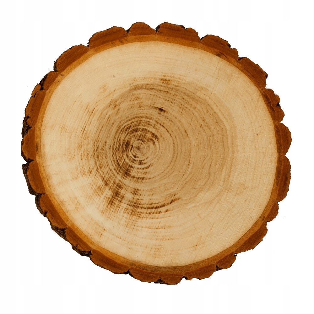 PLASTER DREWNA 20-25 cm Z KORĄ krążek dewniany