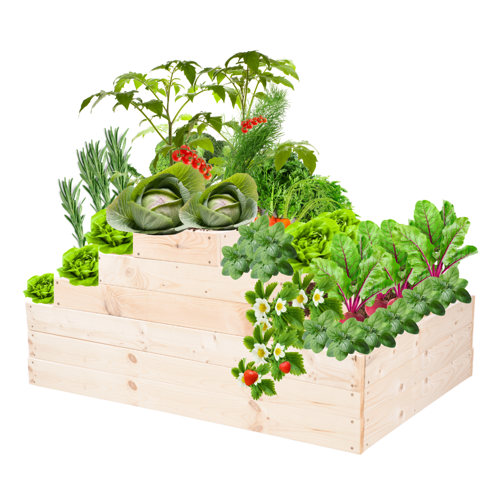 Grządka na warzywa regulowana skrzynie na warzywniak inspekt 54x117x80