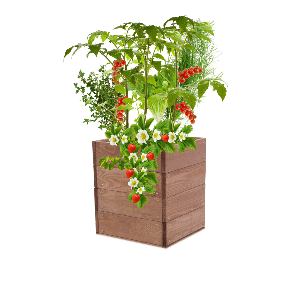 Skrzynia na warzywa skrzynie na warzywniak inspekt donica grządka 36x33x30