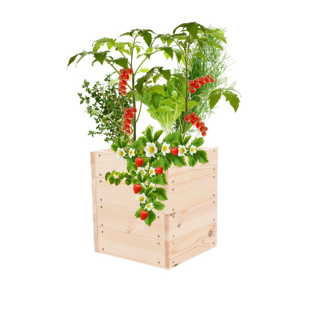 Skrzynia na warzywa skrzynie na warzywniak inspekt donica grządka 36x33x30