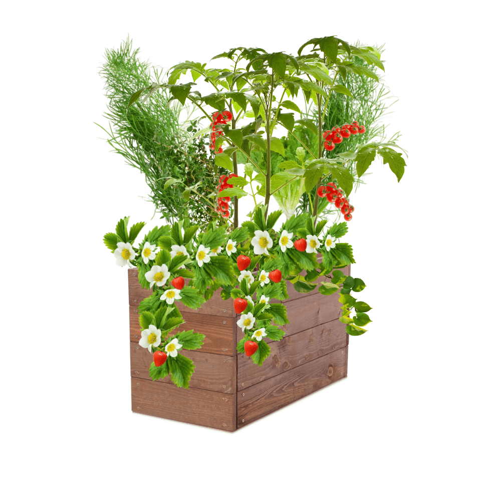 Skrzynia na warzywa skrzynie na warzywniak inspekt donica grządka 36x63x30