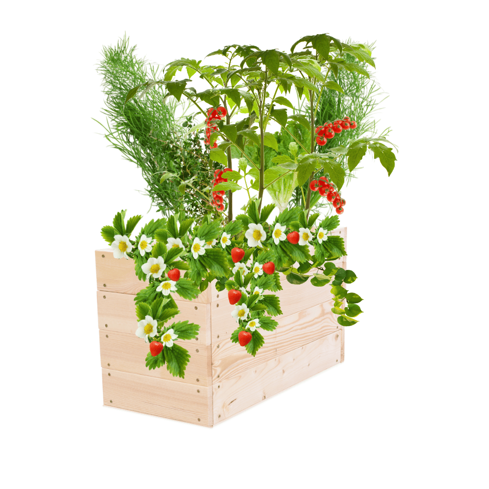 Skrzynia na warzywa skrzynie na warzywniak inspekt donica grządka 36x63x30