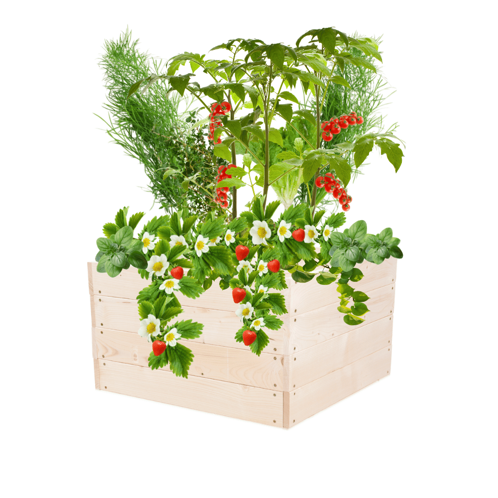 Skrzynia na warzywa skrzynie na warzywniak inspekt donica grządka 36x63x60