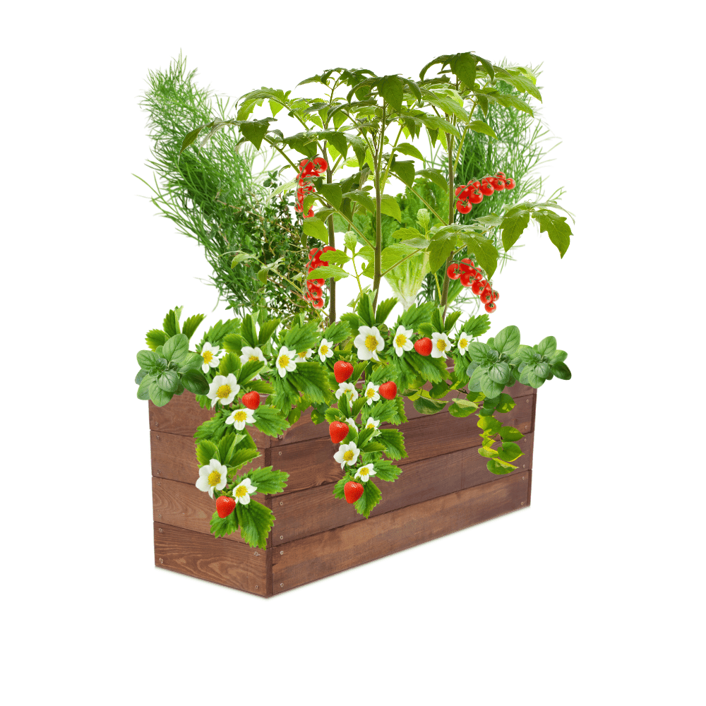 Skrzynia na warzywa skrzynie na warzywniak inspekt donica grządka 36x93x30