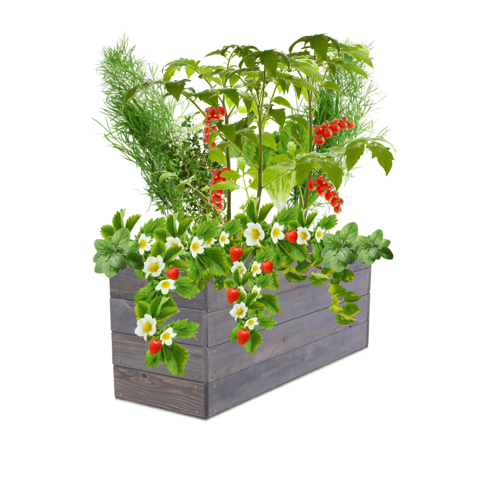 Skrzynia na warzywa skrzynie na warzywniak inspekt donica grządka 36x93x30