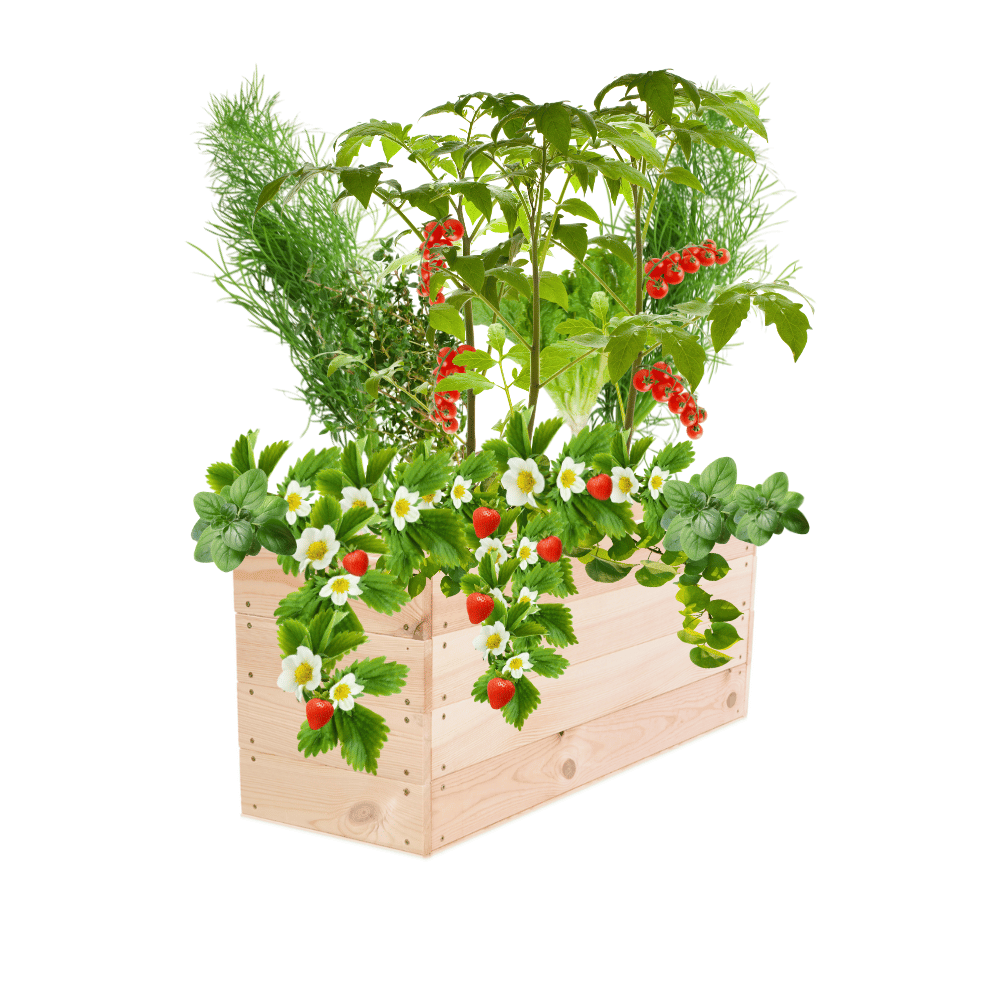 Skrzynia na warzywa skrzynie na warzywniak inspekt donica grządka 36x93x30