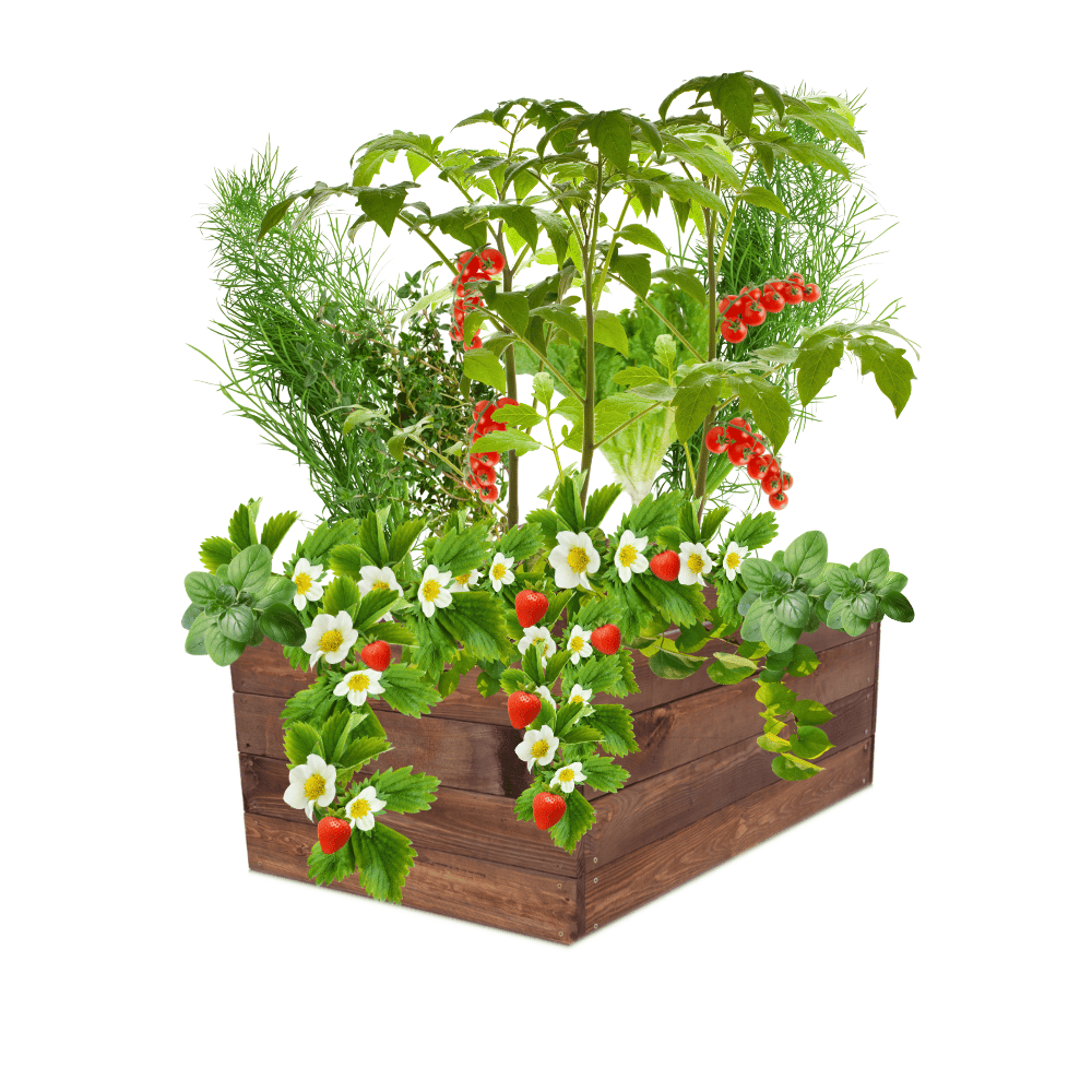 Skrzynia na warzywa skrzynie na warzywniak inspekt donica grządka 36x93x60