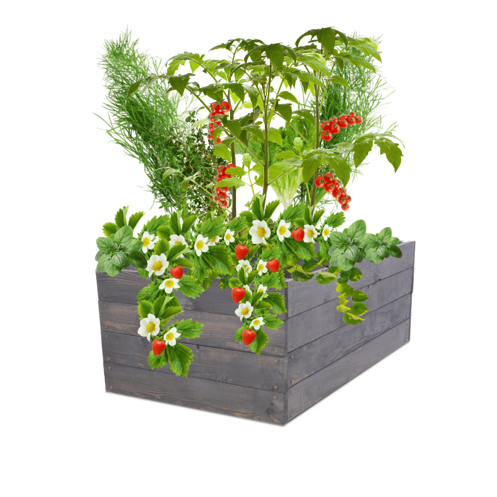 Skrzynia na warzywa skrzynie na warzywniak inspekt donica grządka 36x93x90