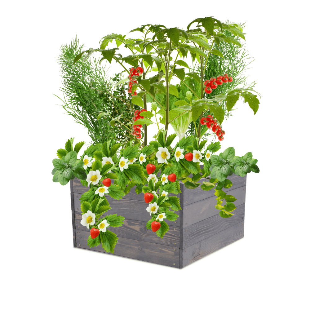 Skrzynia na warzywa skrzynie na warzywniak inspekt donica grządka 36x103x60