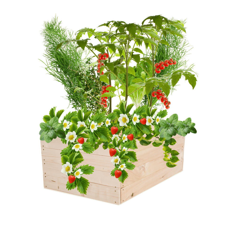 Skrzynia na warzywa skrzynie na warzywniak inspekt donica grządka 36x103x60