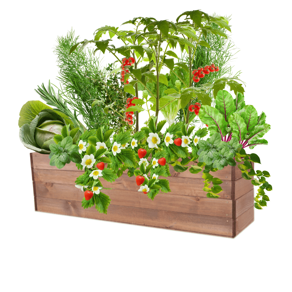 Skrzynia na warzywa skrzynie na warzywniak inspekt donica grządka 36x120x30