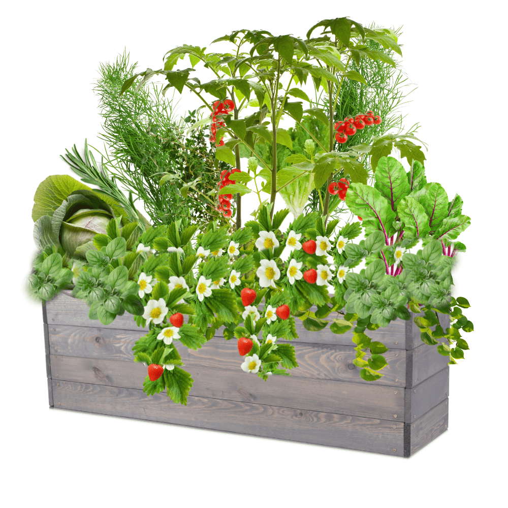 Skrzynia na warzywa skrzynie na warzywniak inspekt donica grządka 36x120x30