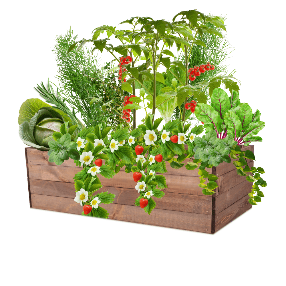 Skrzynia na warzywa skrzynie na warzywniak inspekt donica grządka 36x120x90