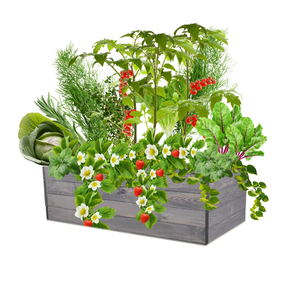 Skrzynia na warzywa skrzynie na warzywniak inspekt donica grządka 36x120x90