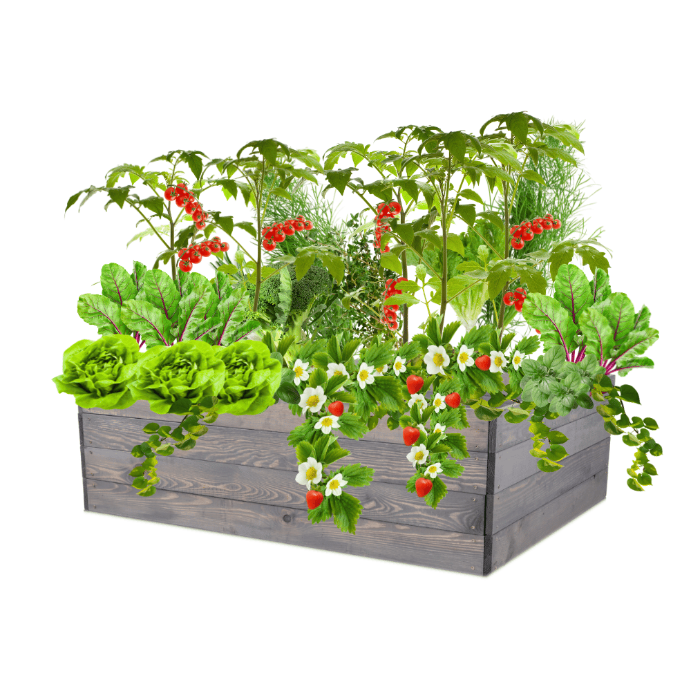 Skrzynia na warzywa skrzynie na warzywniak inspekt donica grządka 36x120x100