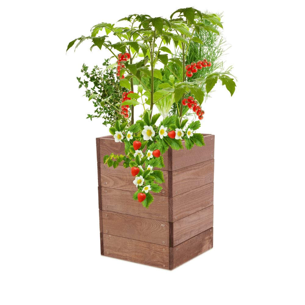 Skrzynia na warzywa skrzynie na warzywnik inspekt donica grządka 45x33x30