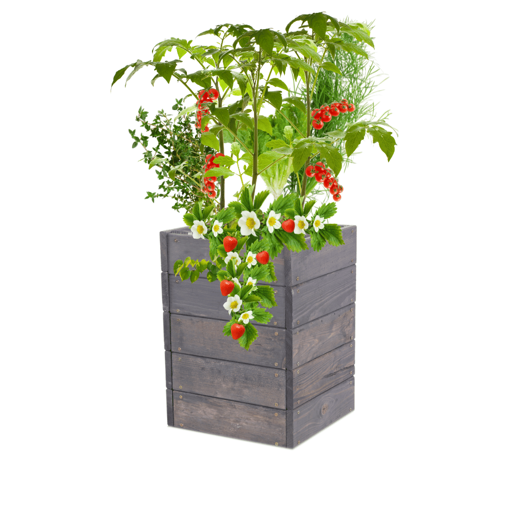 Skrzynia na warzywa skrzynie na warzywnik inspekt donica grządka 45x33x30