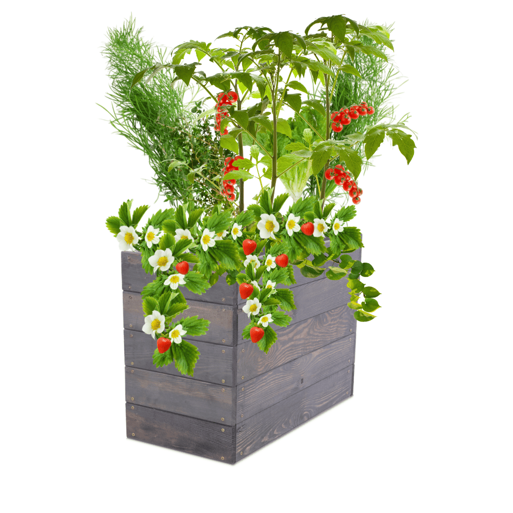 Skrzynia na warzywa skrzynie na warzywnik inspekt donica grządka 45x63x30