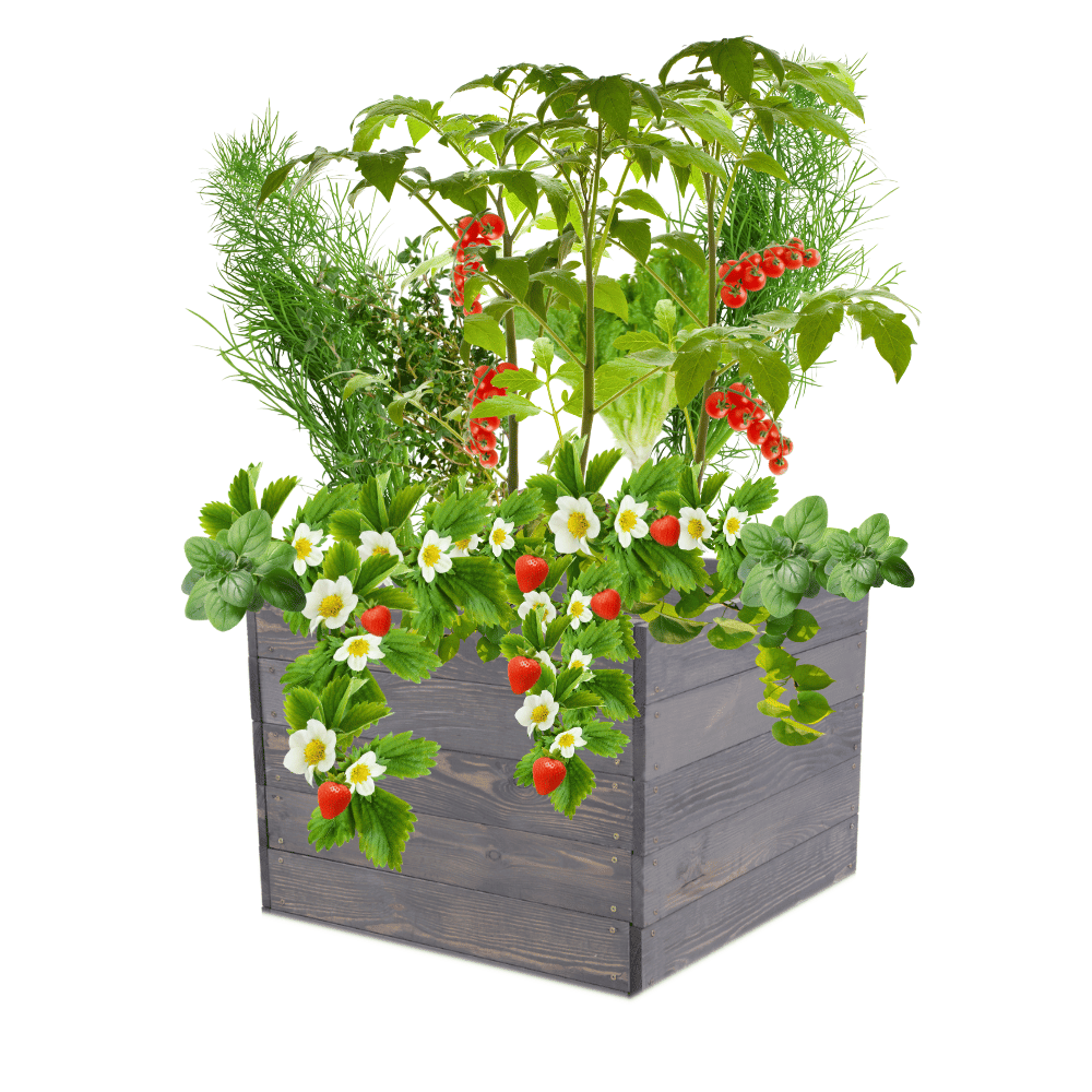 Skrzynia na warzywa skrzynie na warzywnik inspekt donica grządka 45x93x80