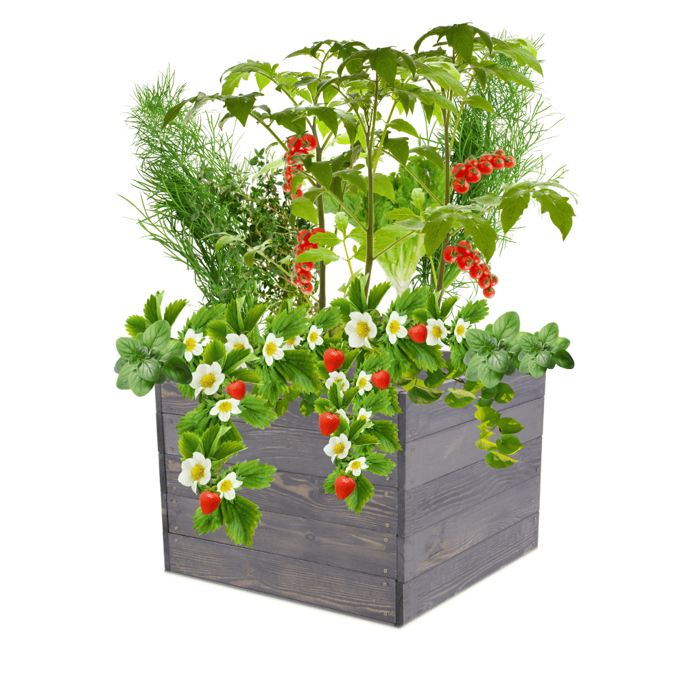 Skrzynia na warzywa skrzynie na warzywnik inspekt donica grządka 45x103x90