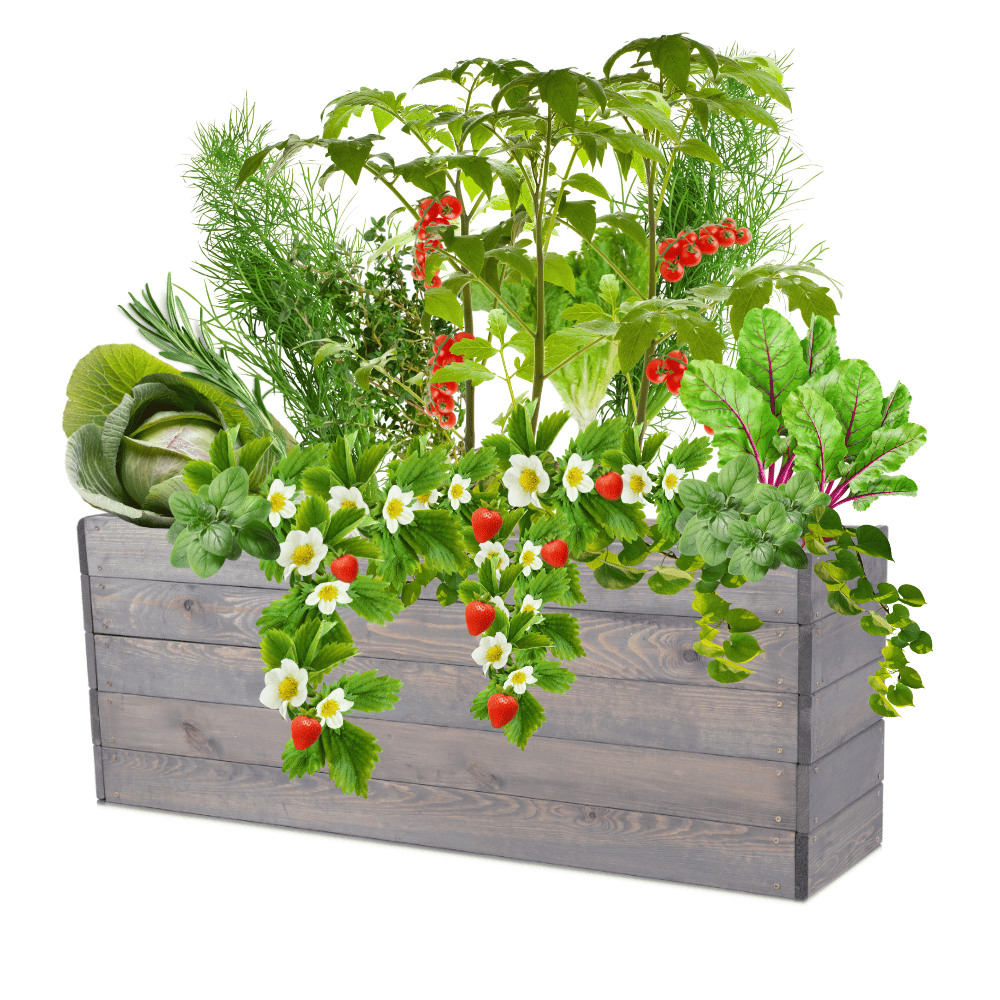 Skrzynia na warzywa skrzynie na warzywnik inspekt donica grządka 45x120x30