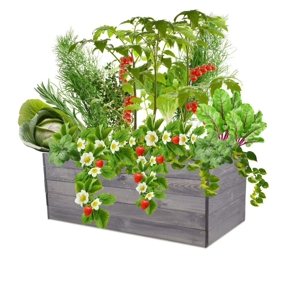 Skrzynia na warzywa skrzynie na warzywnik inspekt donica grządka 45x120x60