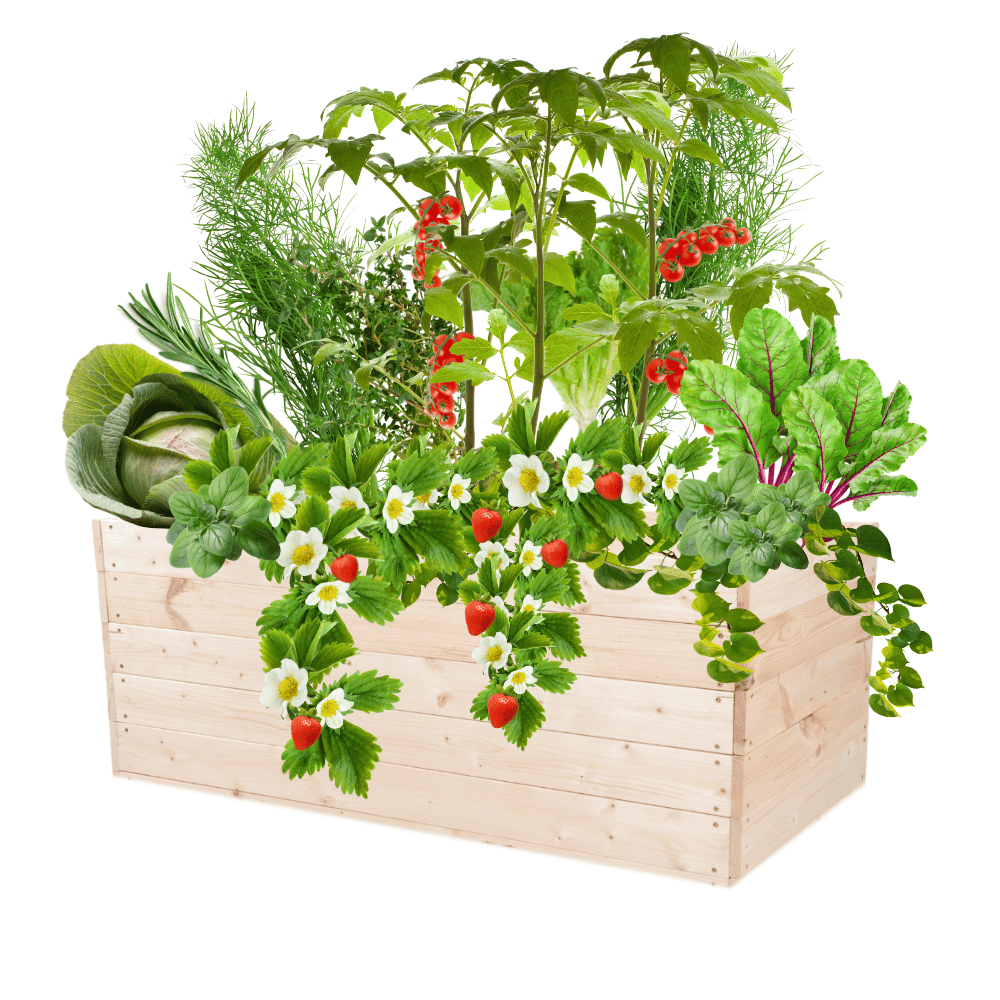 Skrzynia na warzywa skrzynie na warzywnik inspekt donica grządka 45x120x60