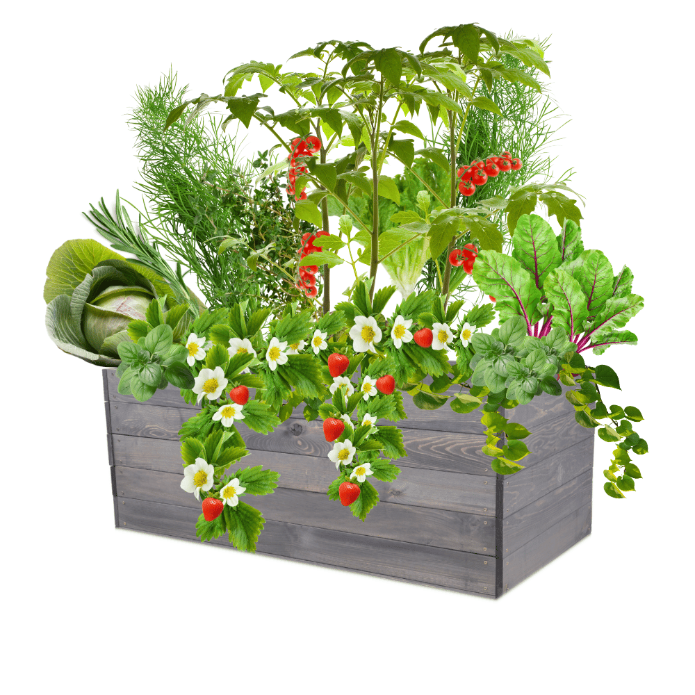 Skrzynia na warzywa skrzynie na warzywnik inspekt donica grządka 45x120x80