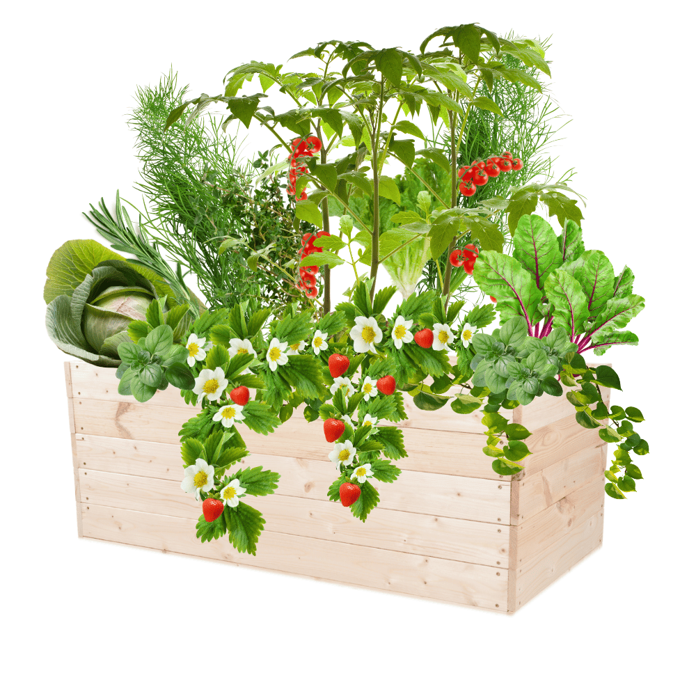 Skrzynia na warzywa skrzynie na warzywnik inspekt donica grządka 45x120x80