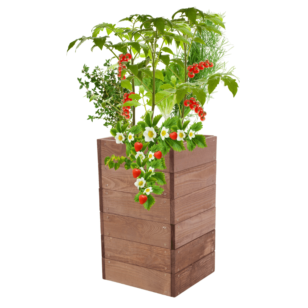 Skrzynia na warzywa skrzynie na warzywniak inspekt donica grządka 54x33x30