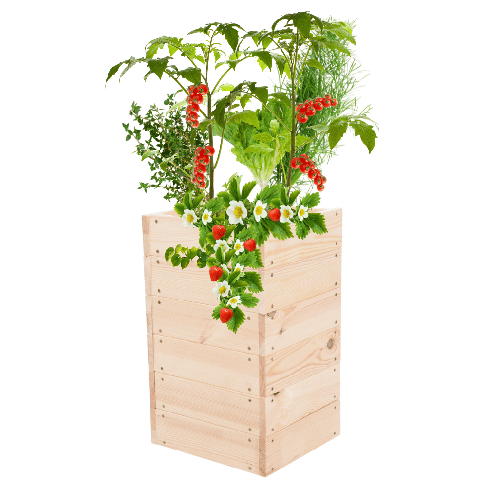 Skrzynia na warzywa skrzynie na warzywniak inspekt donica grządka 54x33x30