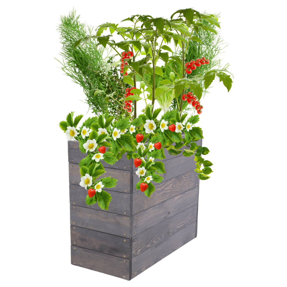 Skrzynia na warzywa skrzynie na warzywniak inspekt donica grządka 54x63x30