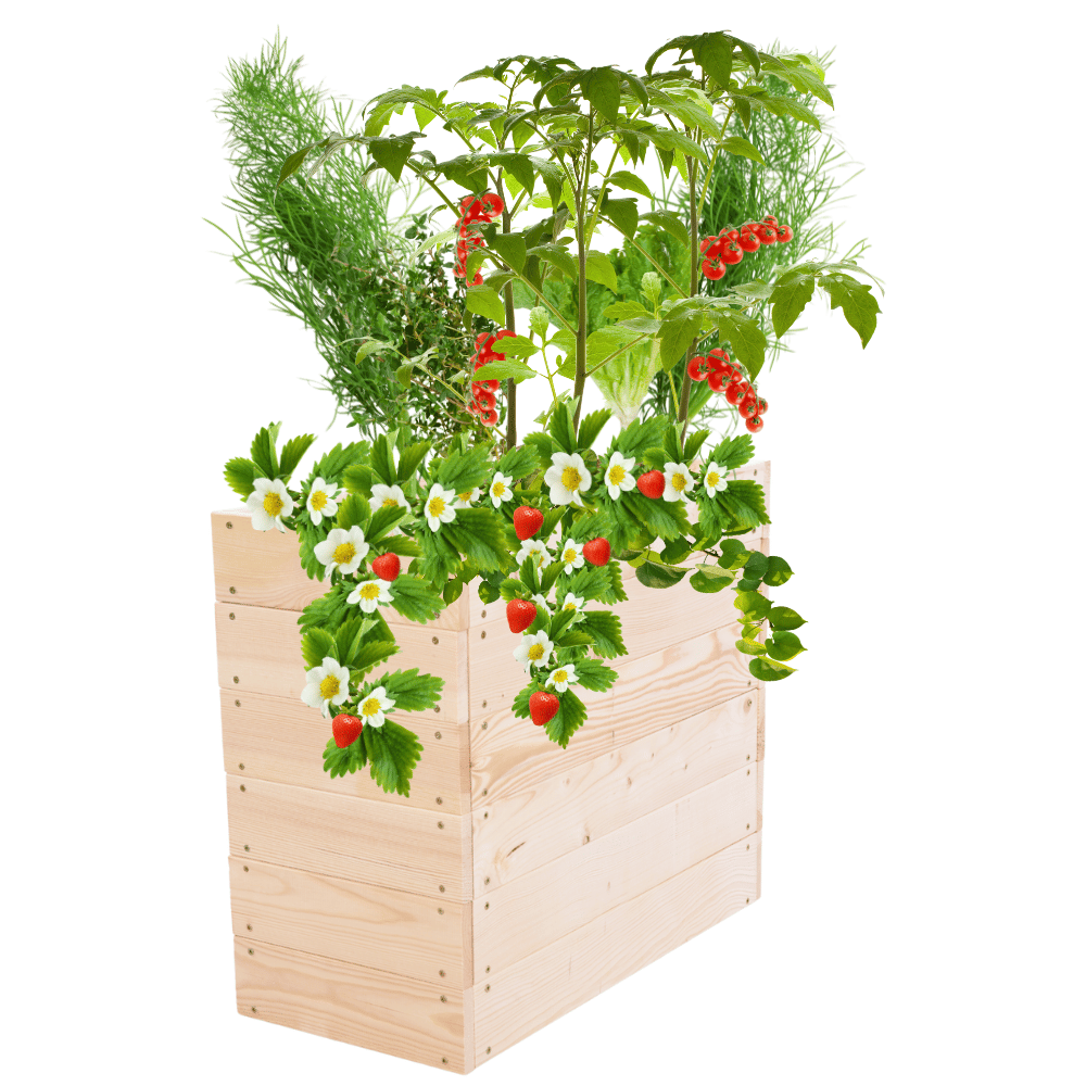 Skrzynia na warzywa skrzynie na warzywniak inspekt donica grządka 54x63x30