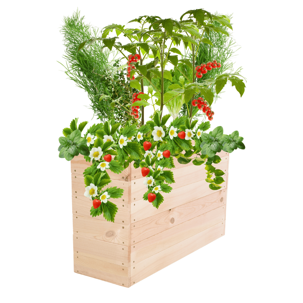 Skrzynia na warzywa skrzynie na warzywniak inspekt donica grządka 54x93x30