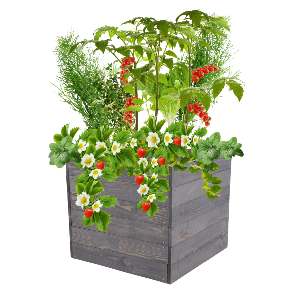 Skrzynia na warzywa skrzynie na warzywniak inspekt donica grządka 54x93x80