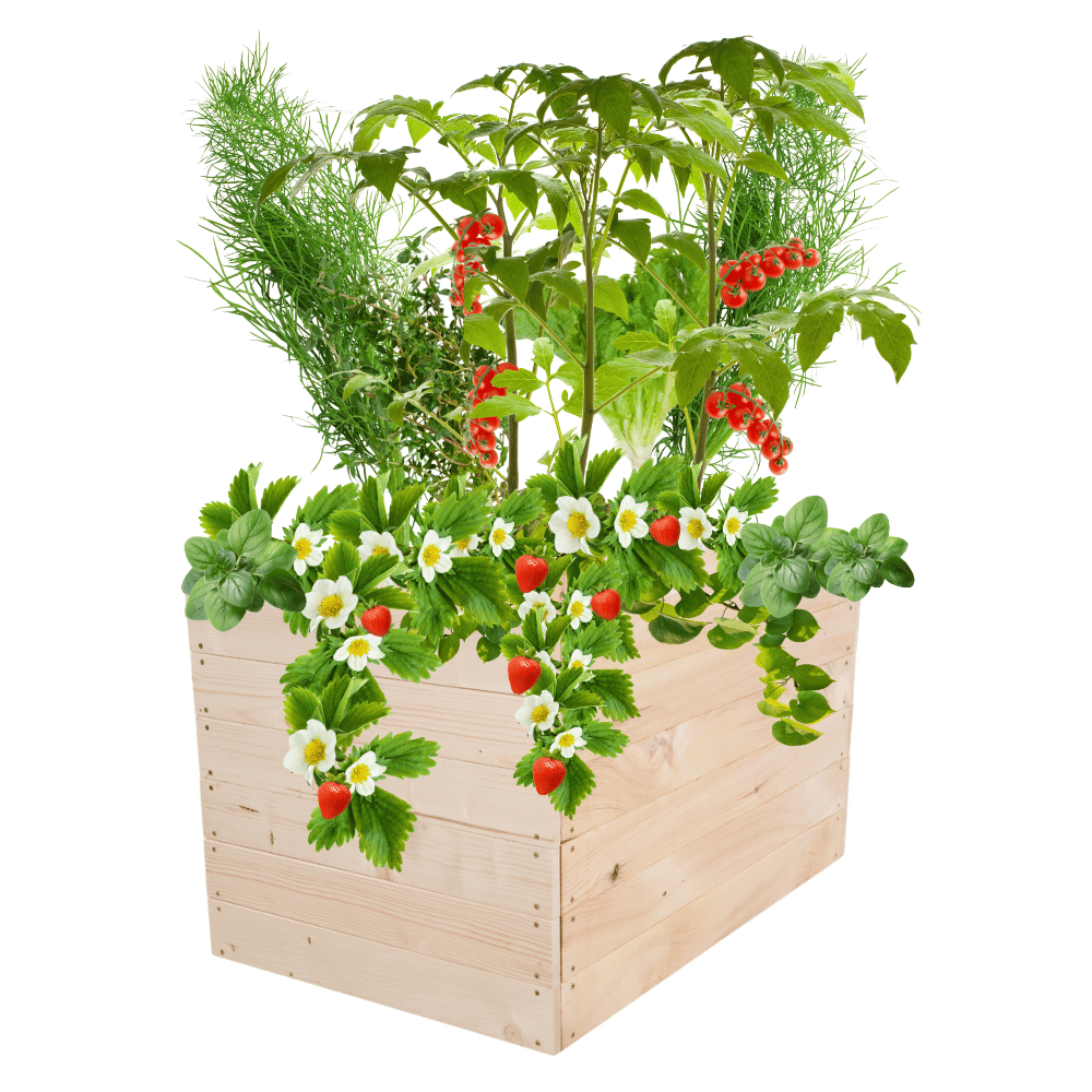 Skrzynia na warzywa skrzynie na warzywniak inspekt donica grządka 54x103x60