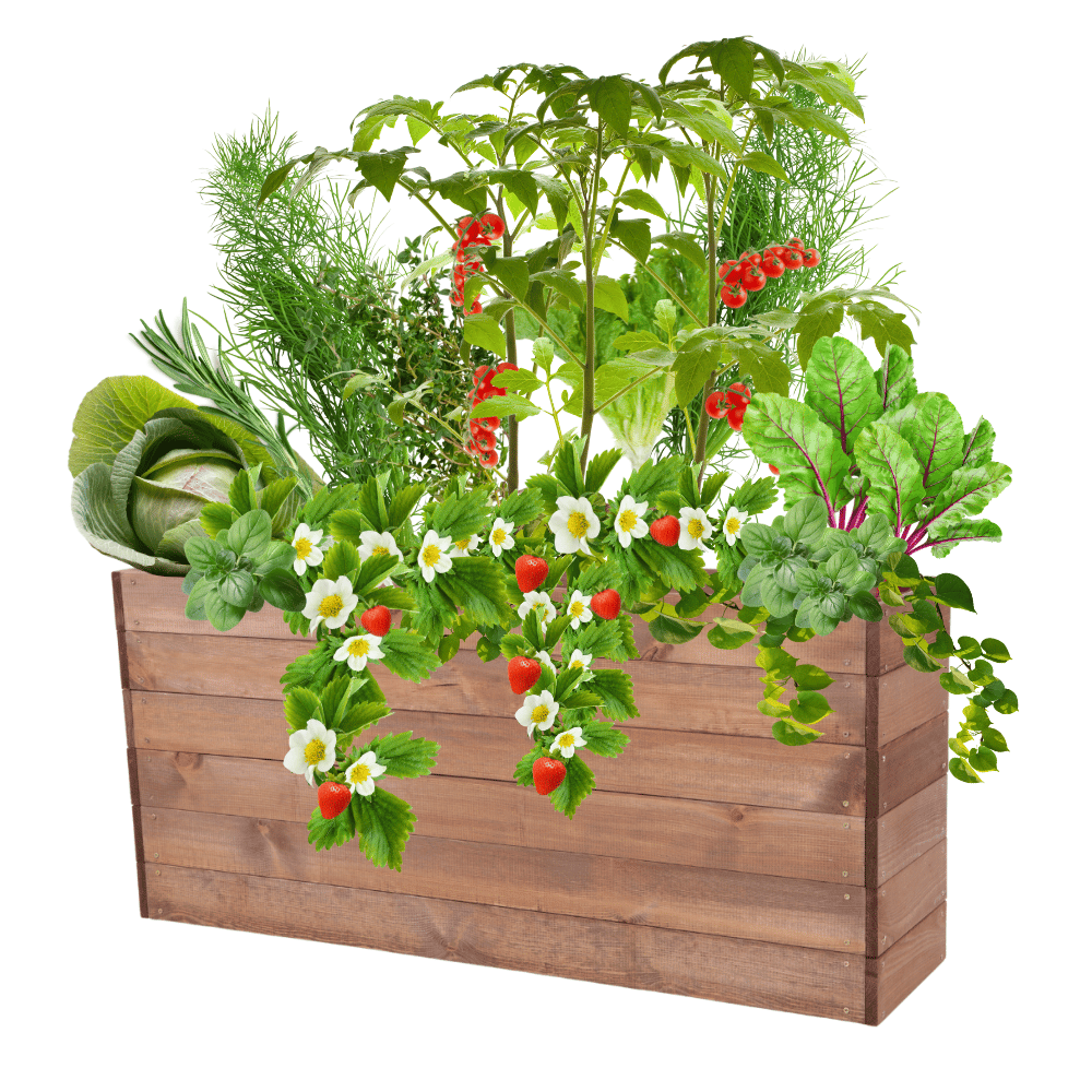 Skrzynia na warzywa skrzynie na warzywniak inspekt donica grządka 54x120x30