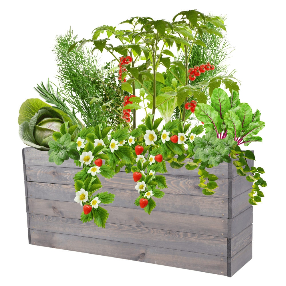 Skrzynia na warzywa skrzynie na warzywniak inspekt donica grządka 54x120x30