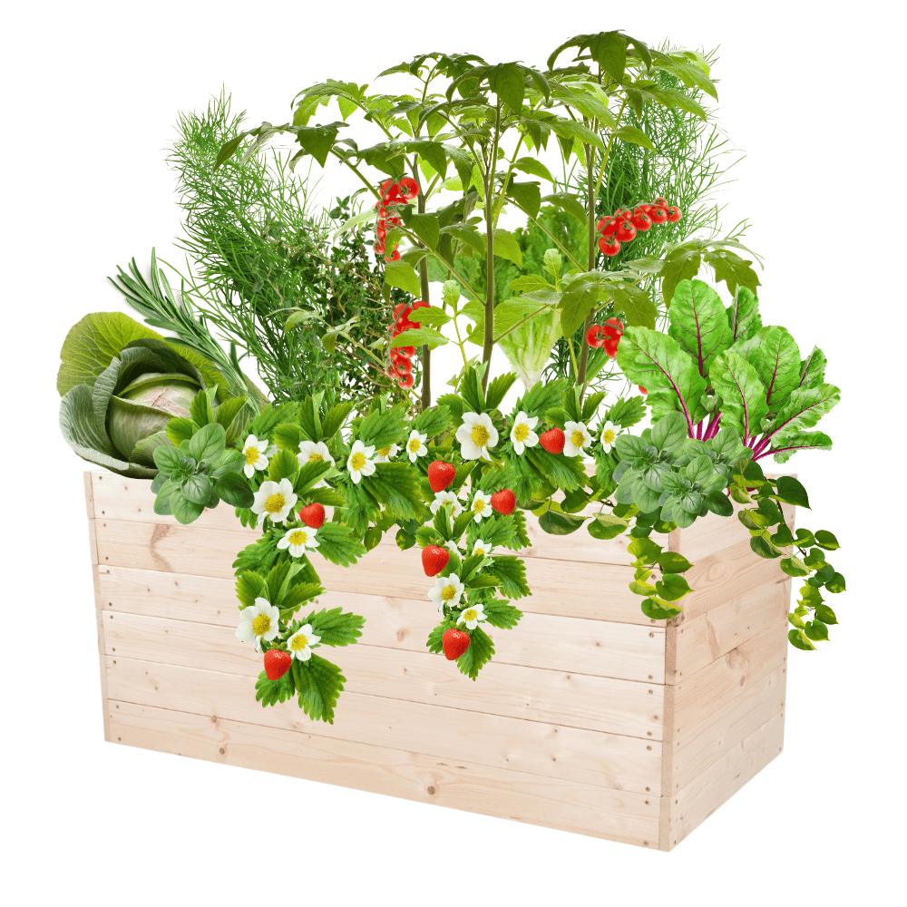 Skrzynia na warzywa skrzynie na warzywniak inspekt donica grządka 54x120x60