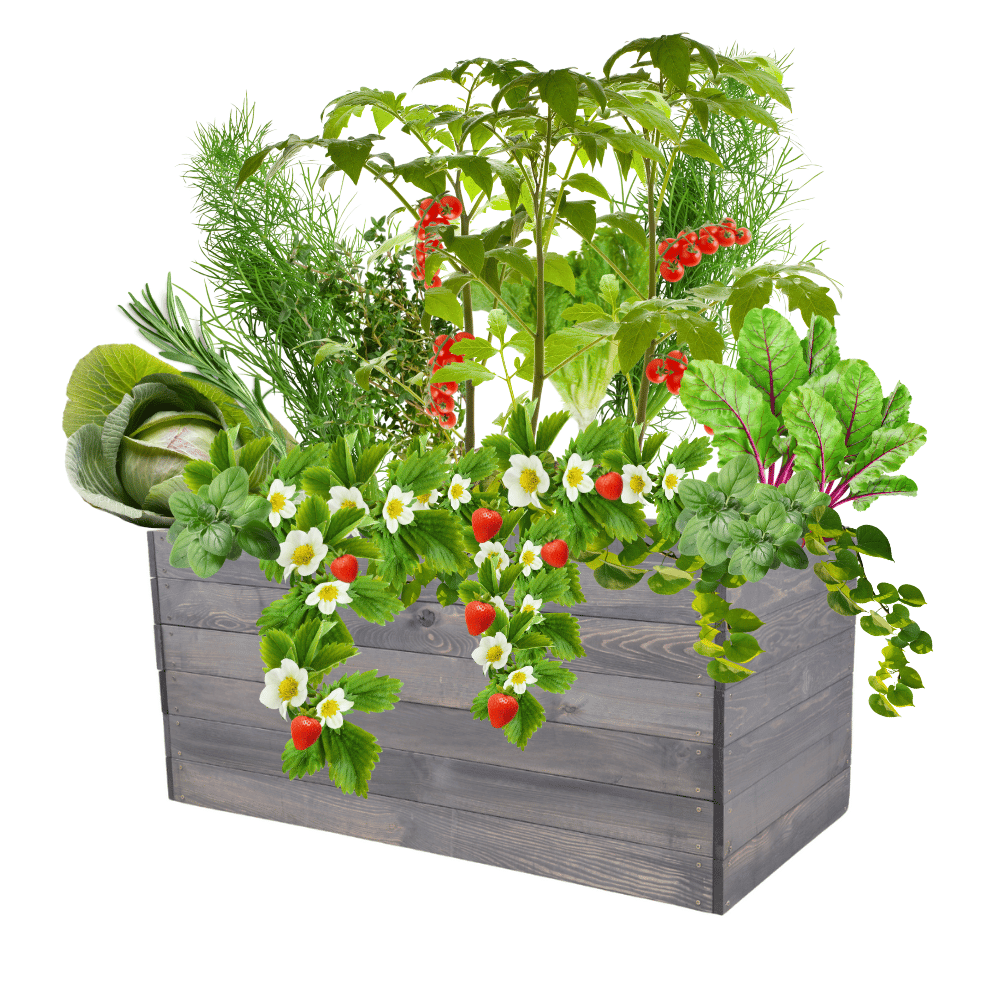 Skrzynia na warzywa skrzynie na warzywniak inspekt donica grządka 54x120x80