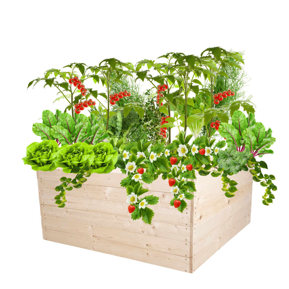 Skrzynia na warzywa skrzynie na warzywniak inspekt donica grządka 54x120x117