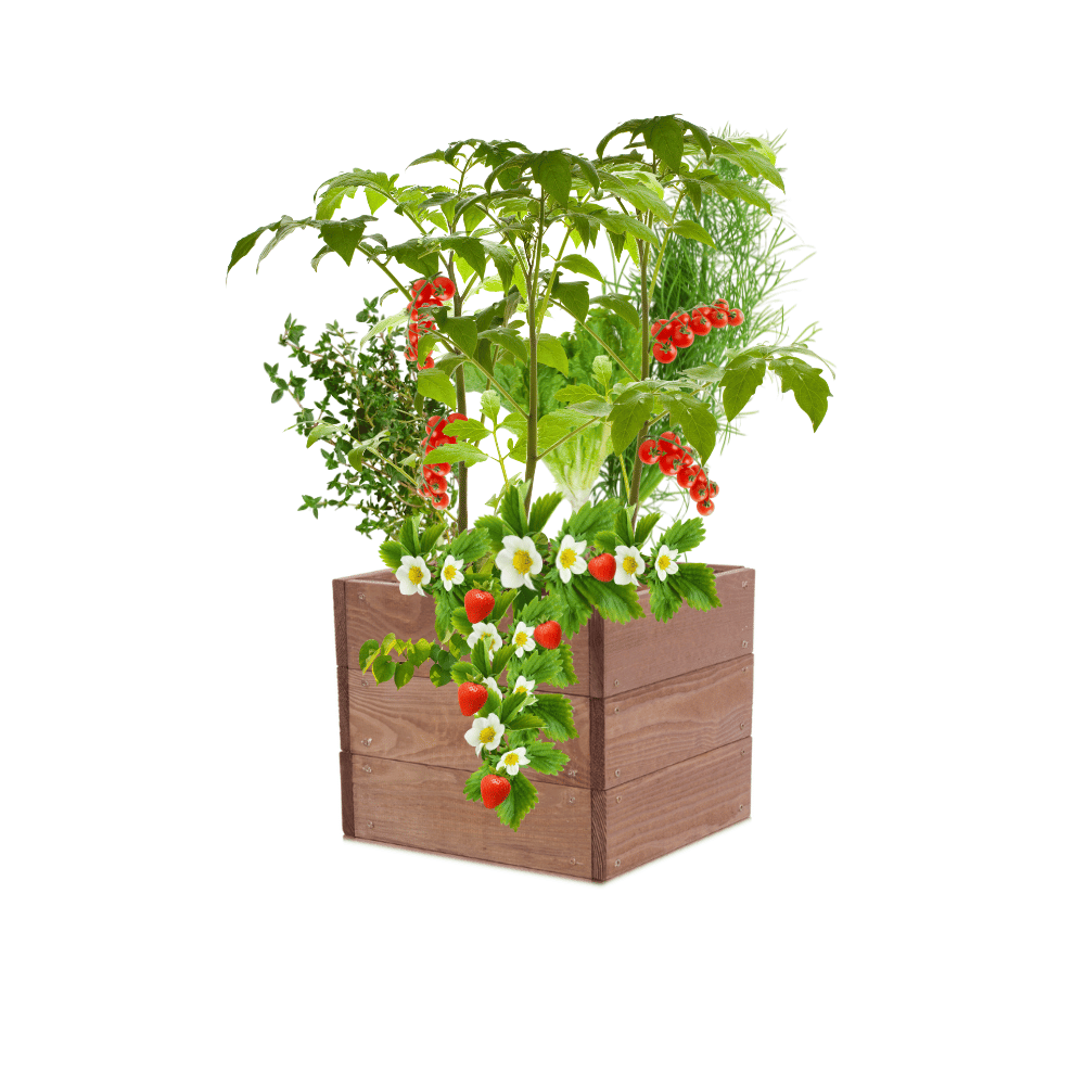 Skrzynia na warzywa skrzynie na warzywniak inspekt donica grządka 27x30x30